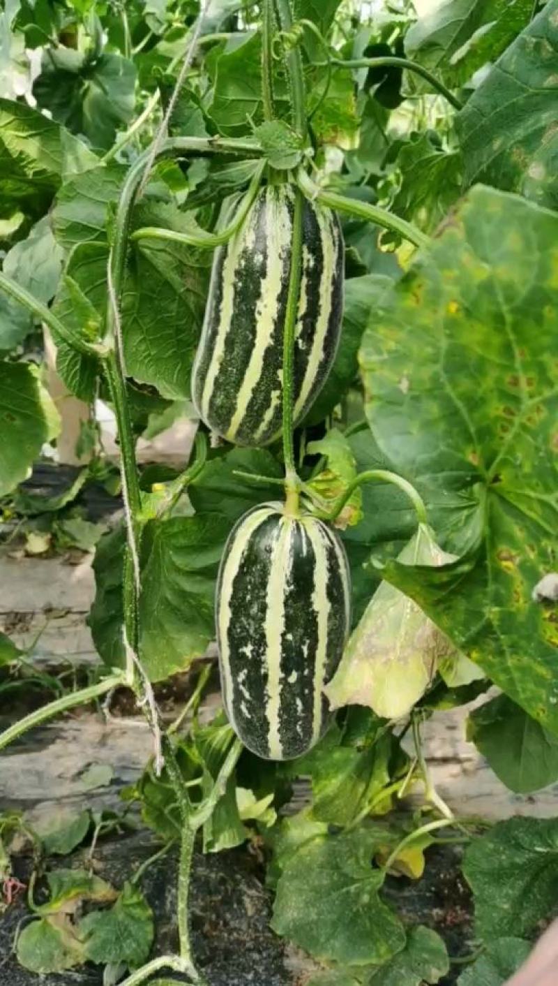 博洋9甜瓜：暖棚头茬、自然成熟、又脆又甜