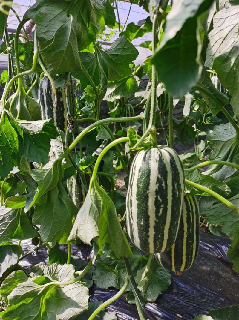博洋9甜瓜：暖棚头茬、自然成熟、又脆又甜