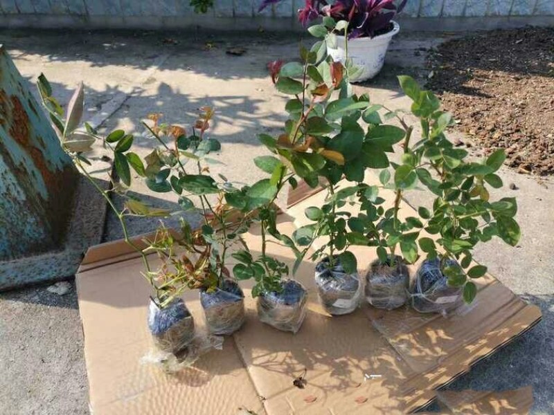出月季小苗6.9元，包对版，苗情好，带营养杯特别好养好活