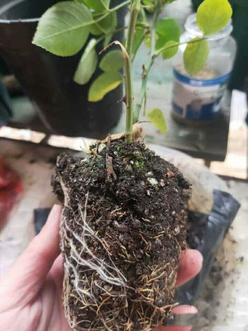 出月季小苗6.9元，包对版，苗情好，带营养杯特别好养好活