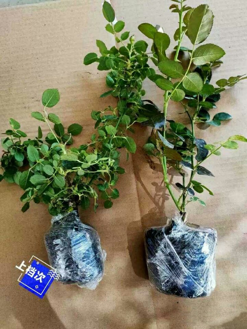 出月季小苗6.9元，包对版，苗情好，带营养杯特别好养好活
