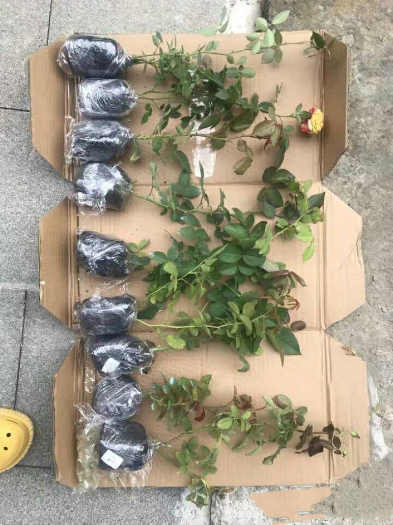 出月季小苗6.9元，包对版，苗情好，带营养杯特别好养好活