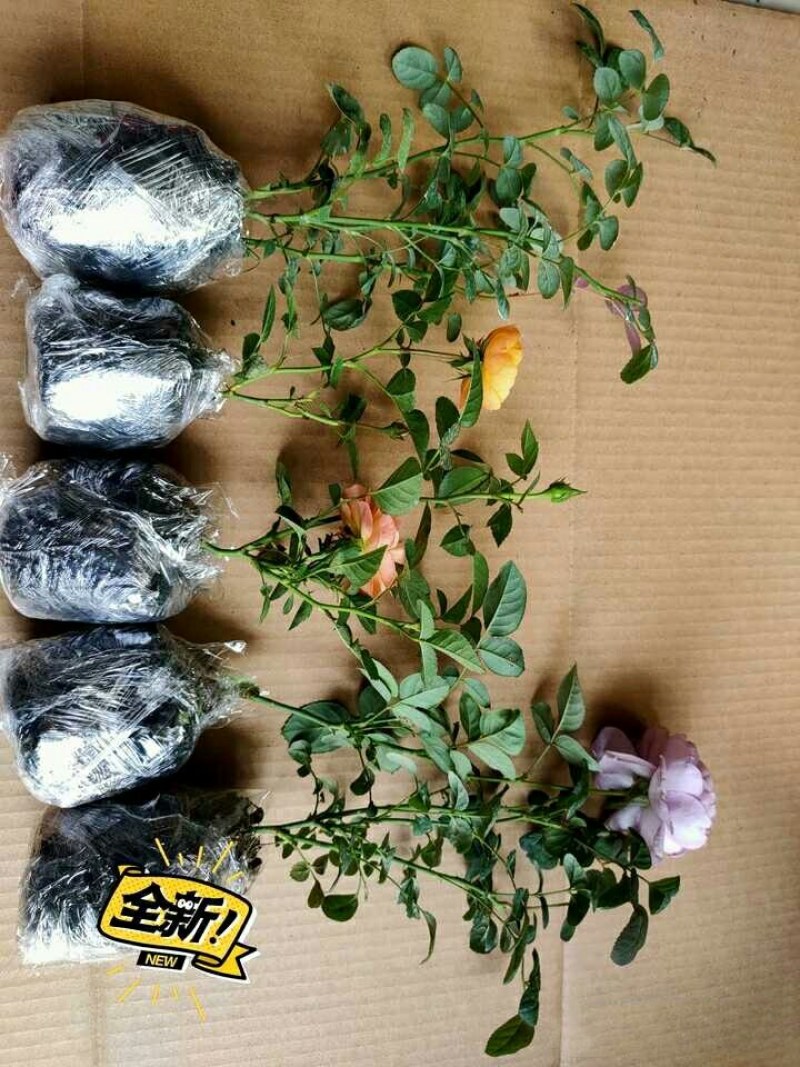 出月季小苗6.9元，包对版，苗情好，带营养杯特别好养好活