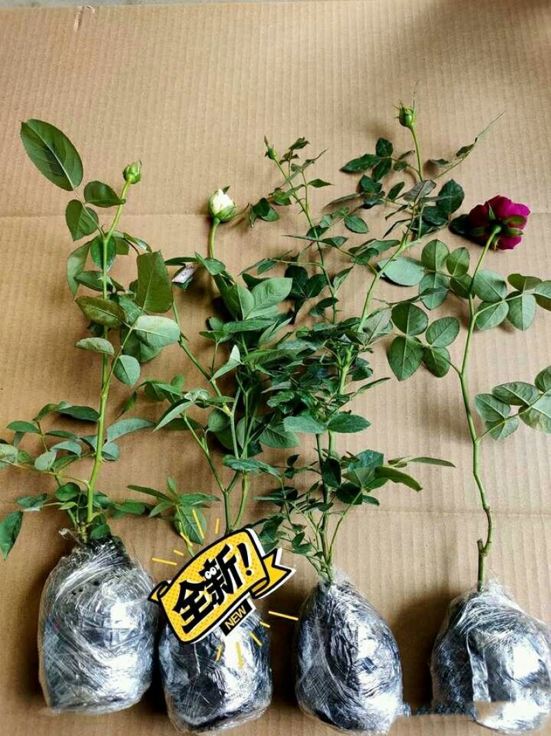 出月季小苗6.9元，包对版，苗情好，带营养杯特别好养好活