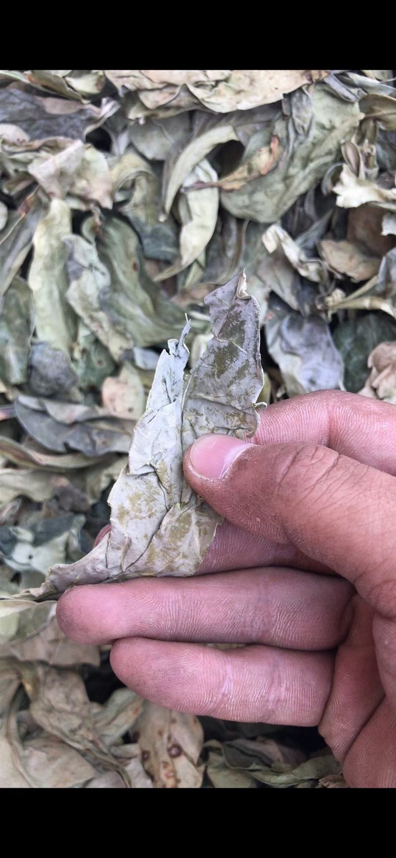 龙脷叶，正品色青足干质量保证，经营各种中药材欢迎咨询合作