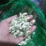 槐花，洋槐花，小花，无杂，产地直供，量大从优！可一件代发