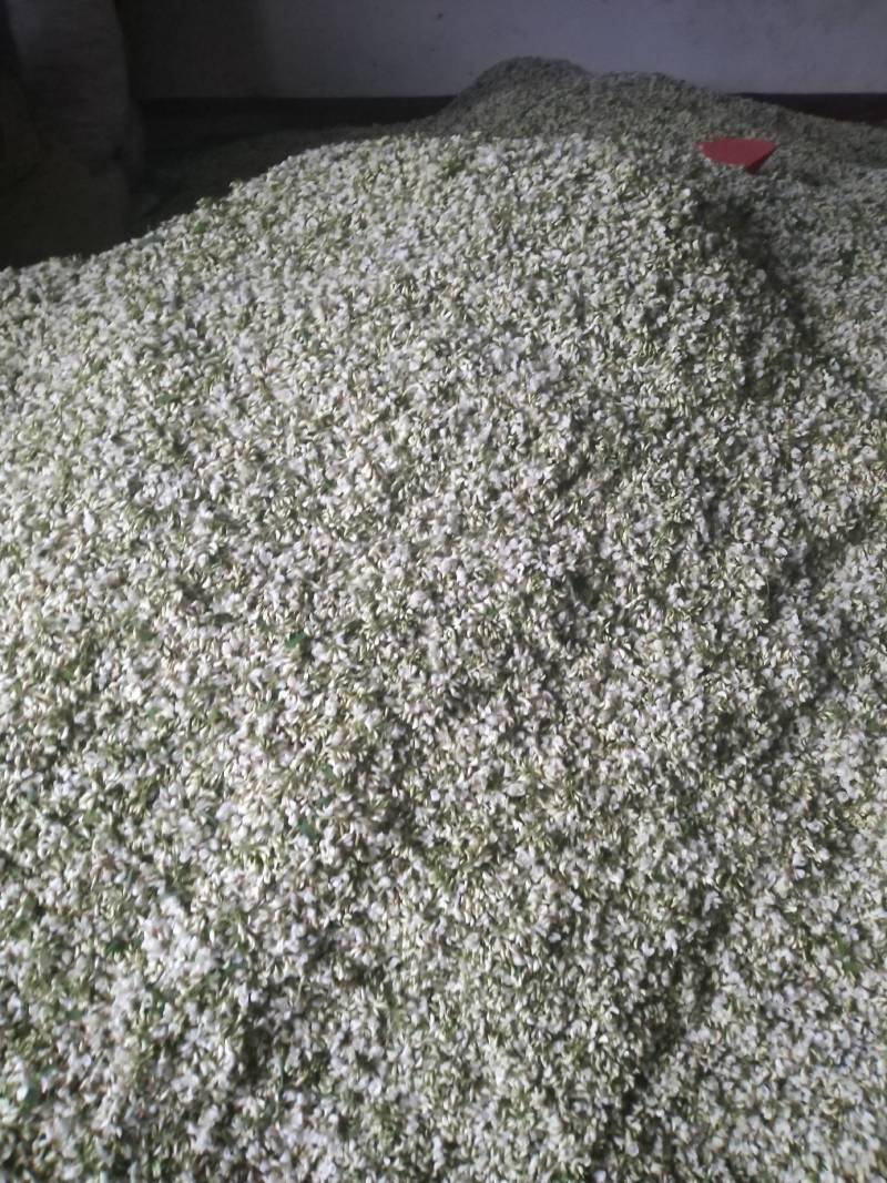 槐花，洋槐花，小花，无杂，产地直供，量大从优！可一件代发
