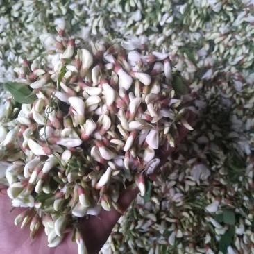 槐花，洋槐花，小花，无杂，产地直供，量大从优！可一件代发