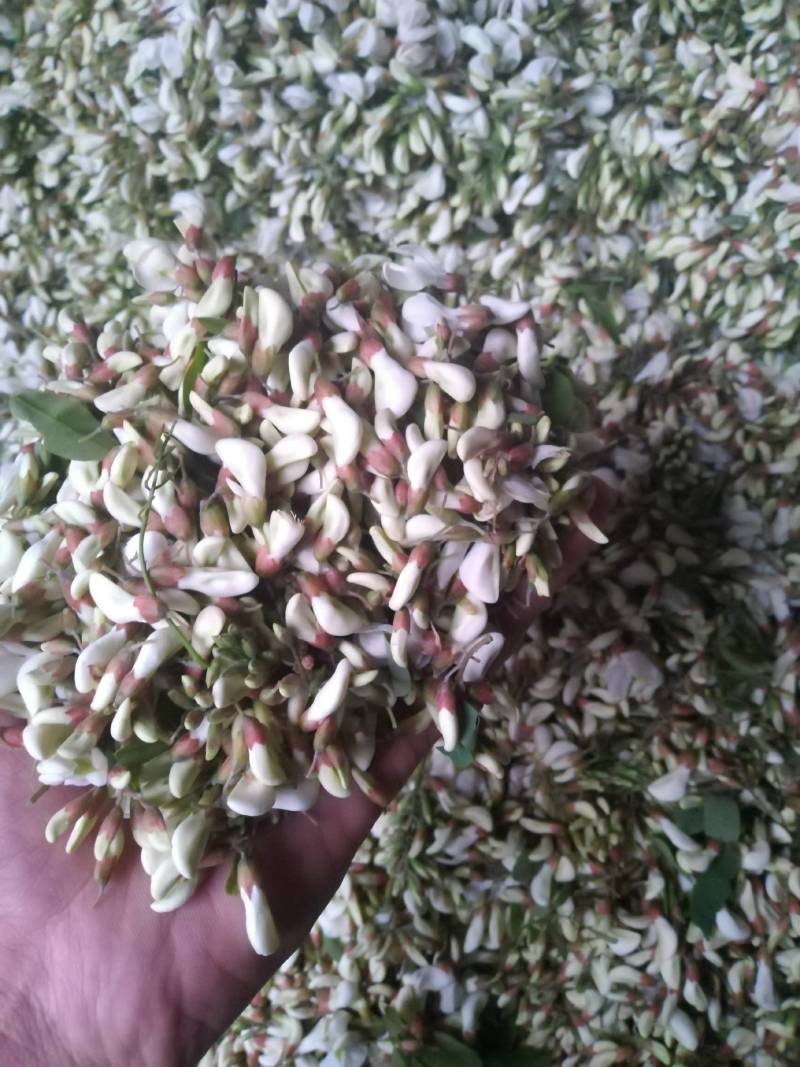 槐花，洋槐花，小花，无杂，产地直供，量大从优！可一件代发