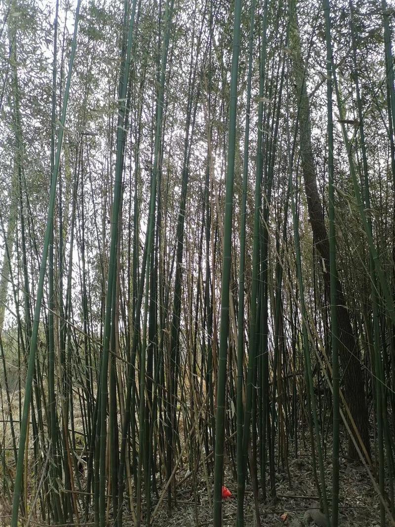 刚竹，大小规格都有，紫竹，品种多多欢迎采购可看货