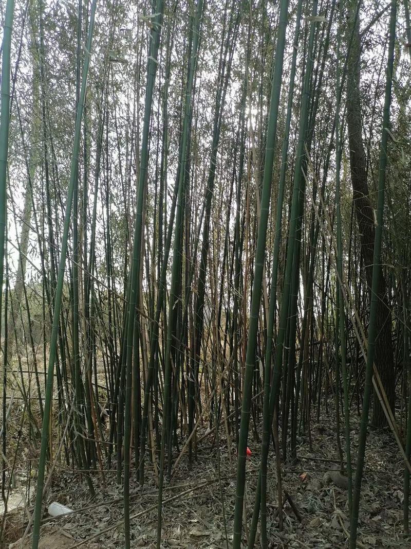 刚竹，大小规格都有，紫竹，品种多多欢迎采购可看货