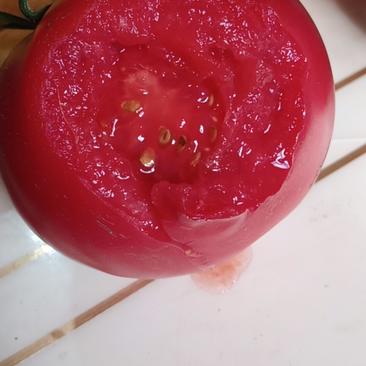 山西农大口感农业水果番茄