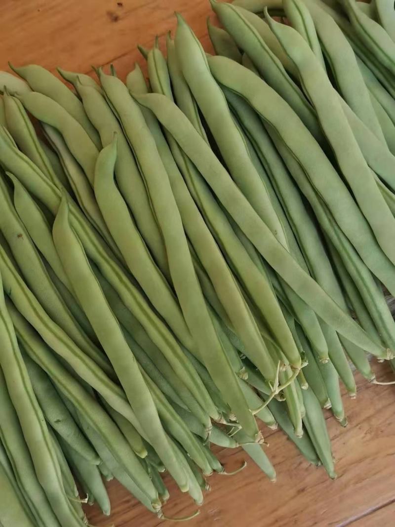四季豆角，精品四季豆角，现摘现发，产地直供，可发全国