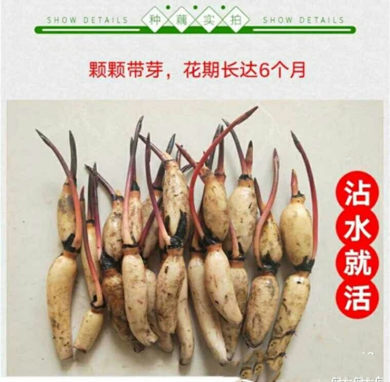 荷花莲藕种苗（5个15元）大型观赏荷花种藕苗莲藕种
