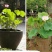 荷花莲藕种苗（5个15元）大型观赏荷花种藕苗莲藕种