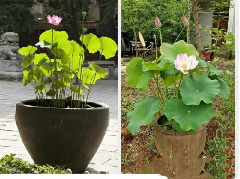 荷花莲藕种苗（5个15元）大型观赏荷花种藕苗莲藕种
