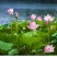 荷花莲藕种苗（5个15元）大型观赏荷花种藕苗莲藕种