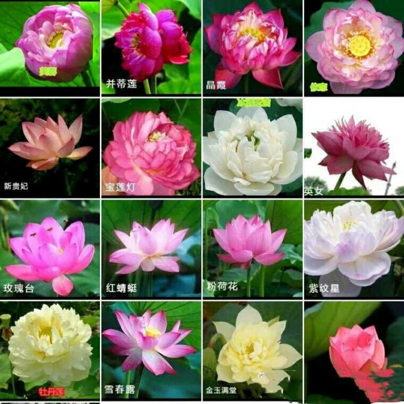荷花莲藕种苗（5个15元）大型观赏荷花种藕苗莲藕种