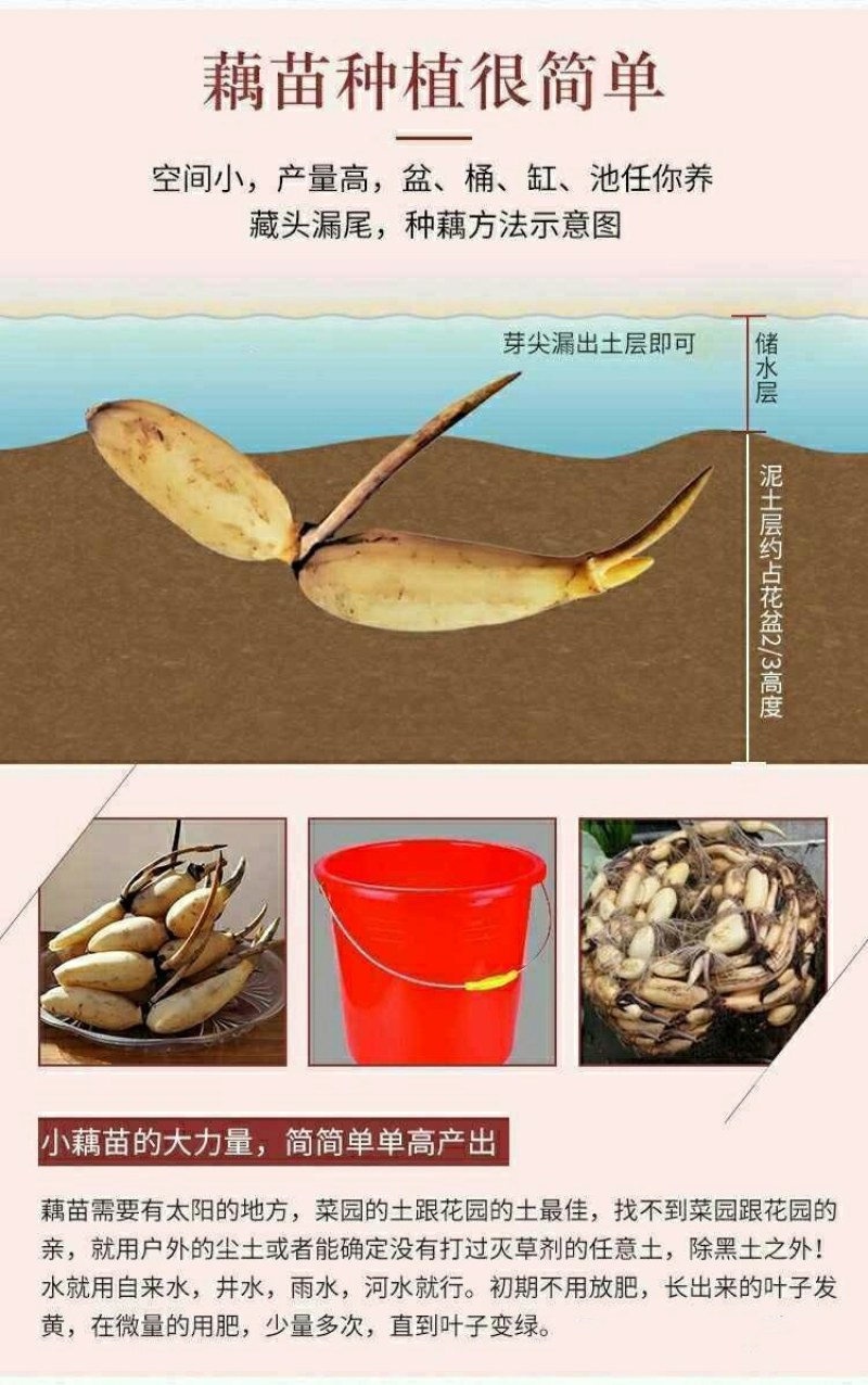荷花莲藕种苗（5个15元）大型观赏荷花种藕苗莲藕种