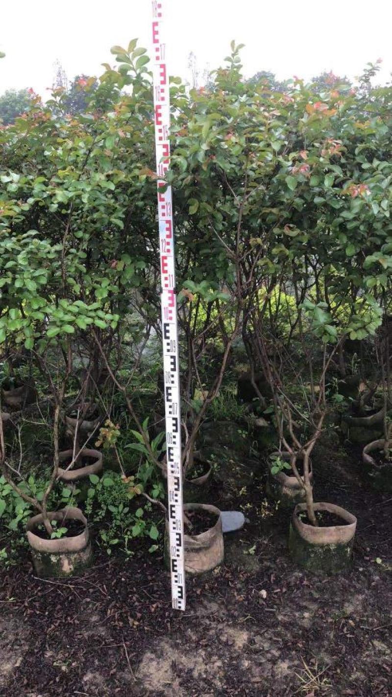 小叶紫薇广佛肇苗木基地直销，批发价格，实惠