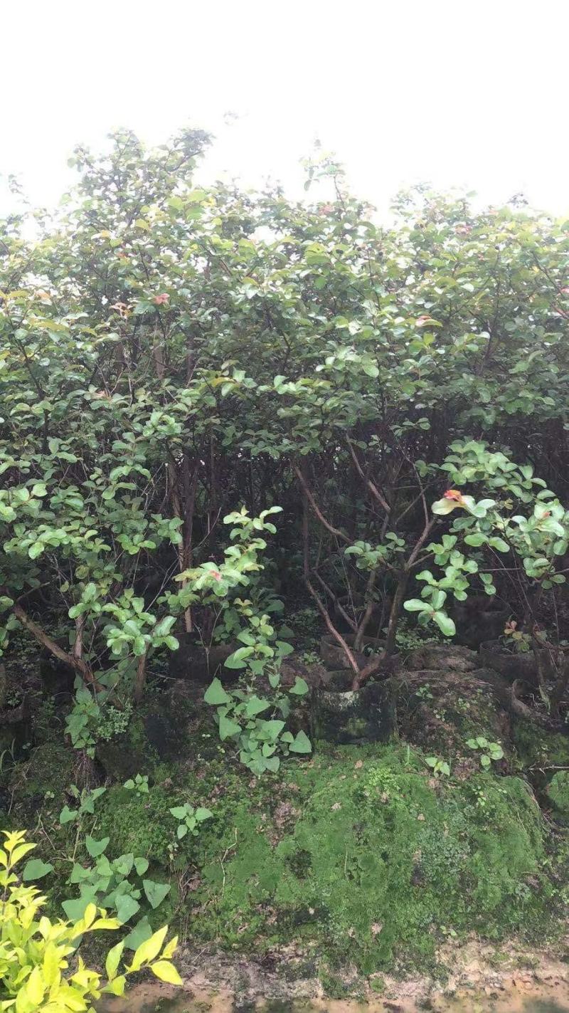 小叶紫薇广佛肇苗木基地直销，批发价格，实惠