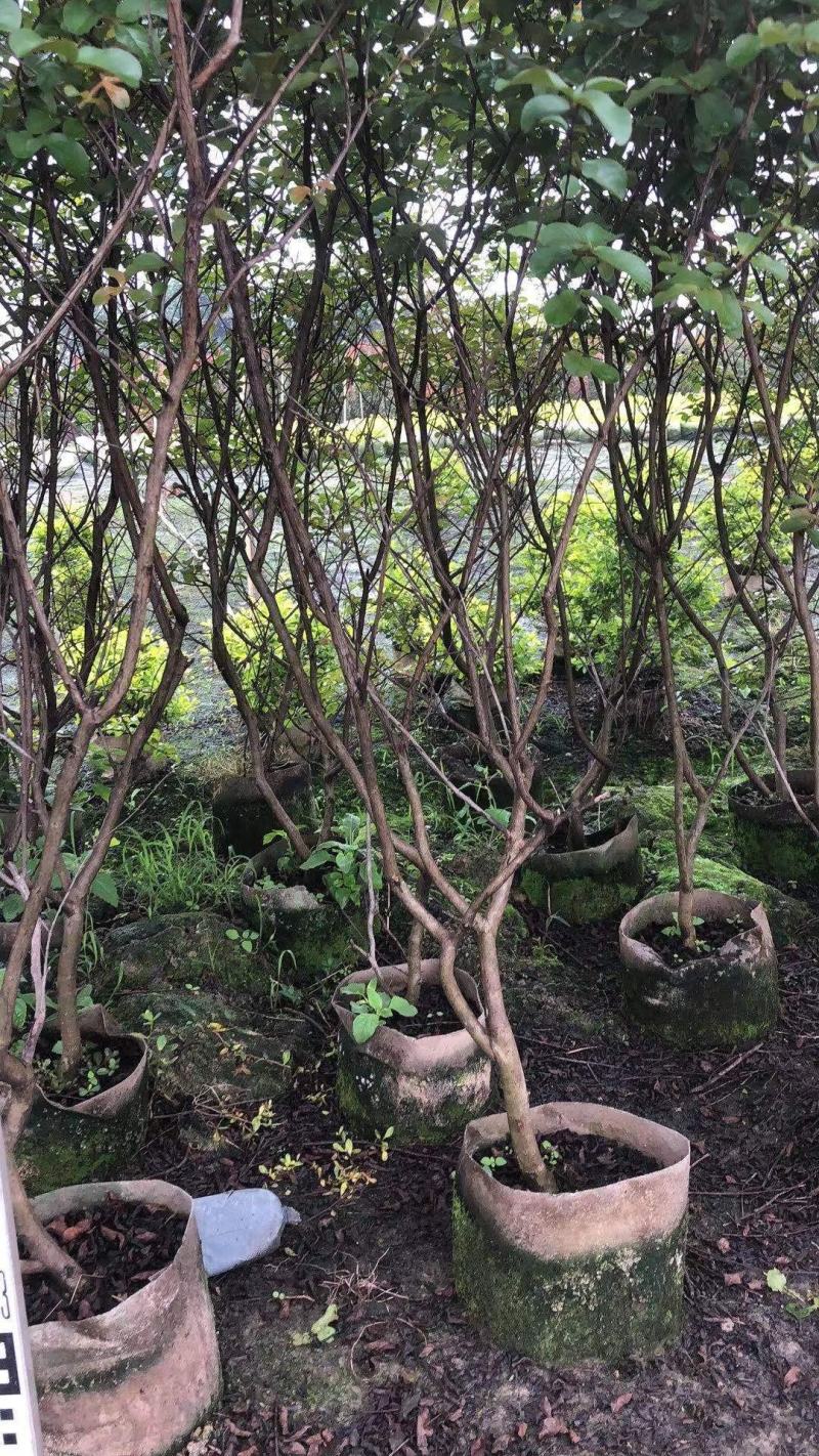 小叶紫薇广佛肇苗木基地直销，批发价格，实惠