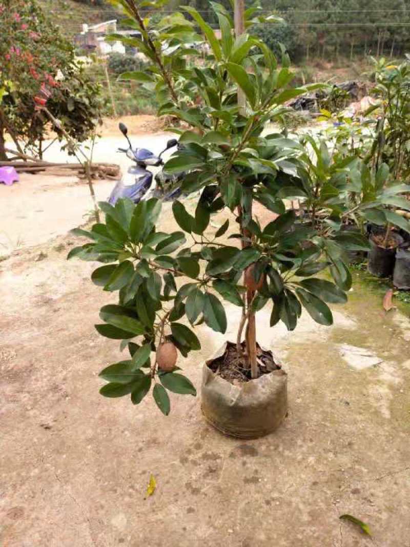 人心果果苗树苗水果树四季南方北方盆栽地栽庭院阳台种植当年