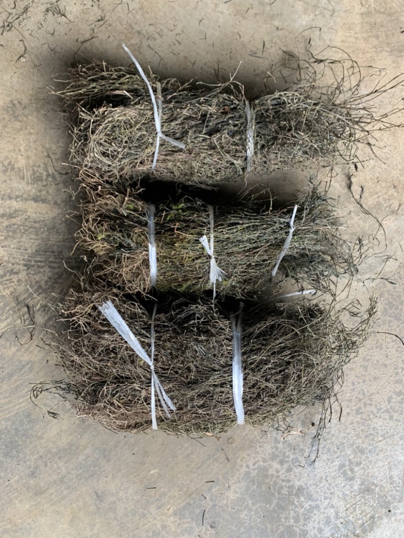 云南野生白花蛇舌草纯野生货100斤包邮