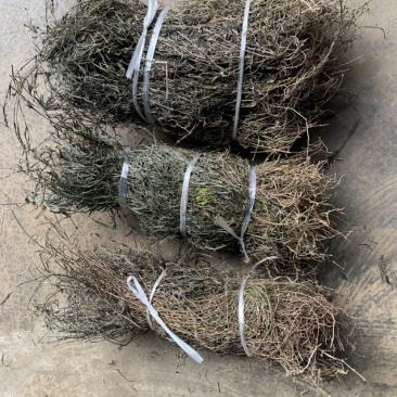 云南野生白花蛇舌草纯野生货100斤包邮