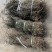 云南野生白花蛇舌草纯野生货100斤包邮