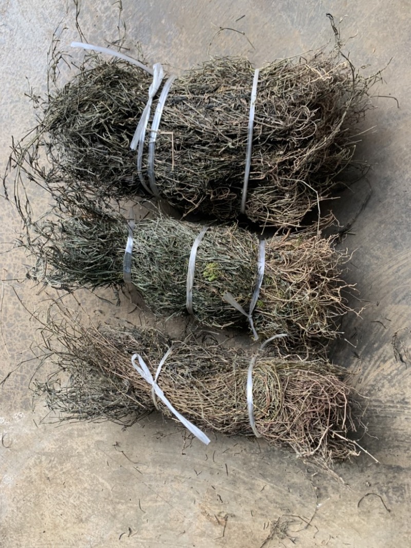 云南野生白花蛇舌草纯野生货100斤包邮