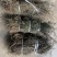 云南野生白花蛇舌草纯野生货100斤包邮
