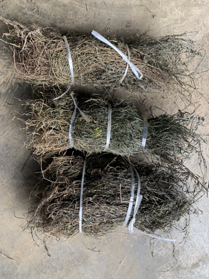 云南野生白花蛇舌草纯野生货100斤包邮