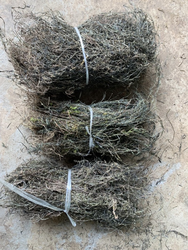 云南野生白花蛇舌草纯野生货100斤包邮