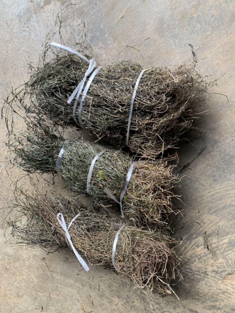 云南野生白花蛇舌草纯野生货100斤包邮
