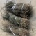 云南野生白花蛇舌草纯野生货100斤包邮