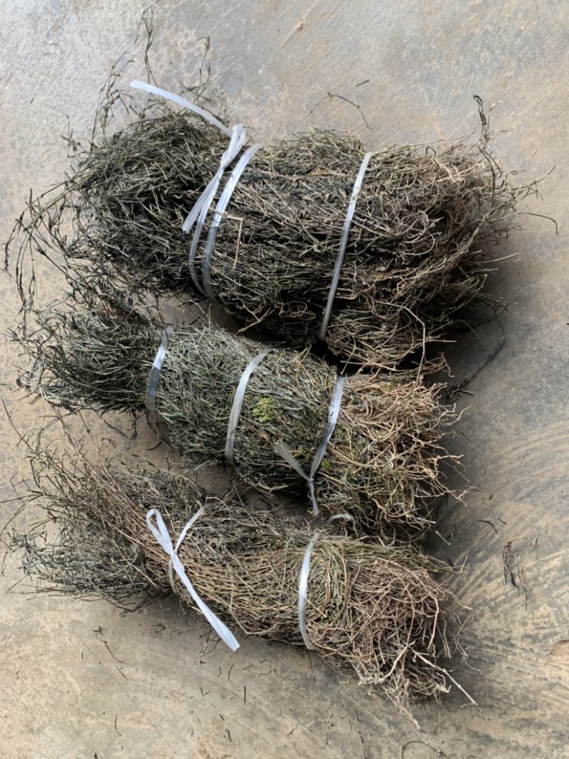 云南野生白花蛇舌草纯野生货100斤包邮