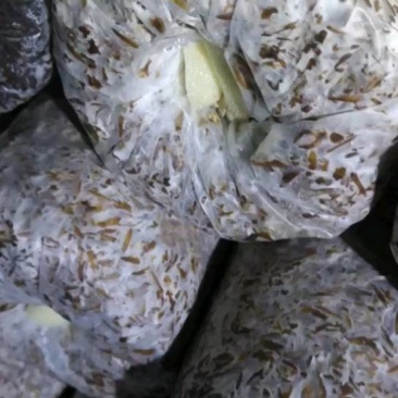 食用菌种，大球盖菇，赤松茸三级种，栽培种