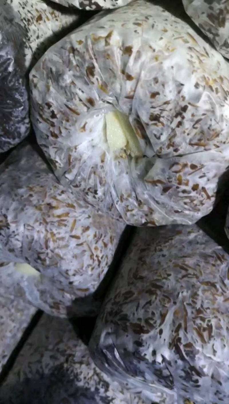 食用菌种，大球盖菇，赤松茸三级种，栽培种