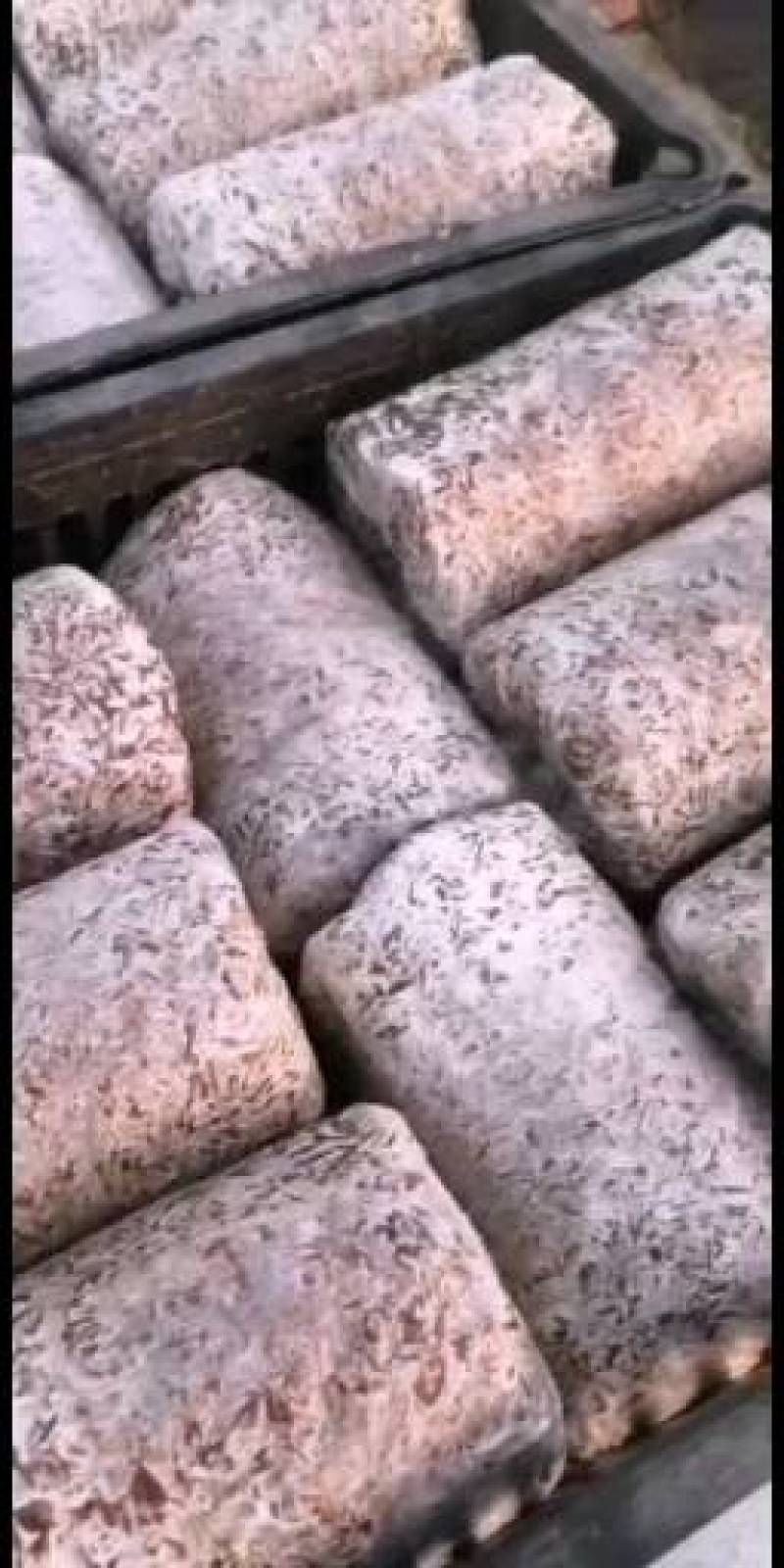 食用菌种，大球盖菇，赤松茸三级种，栽培种