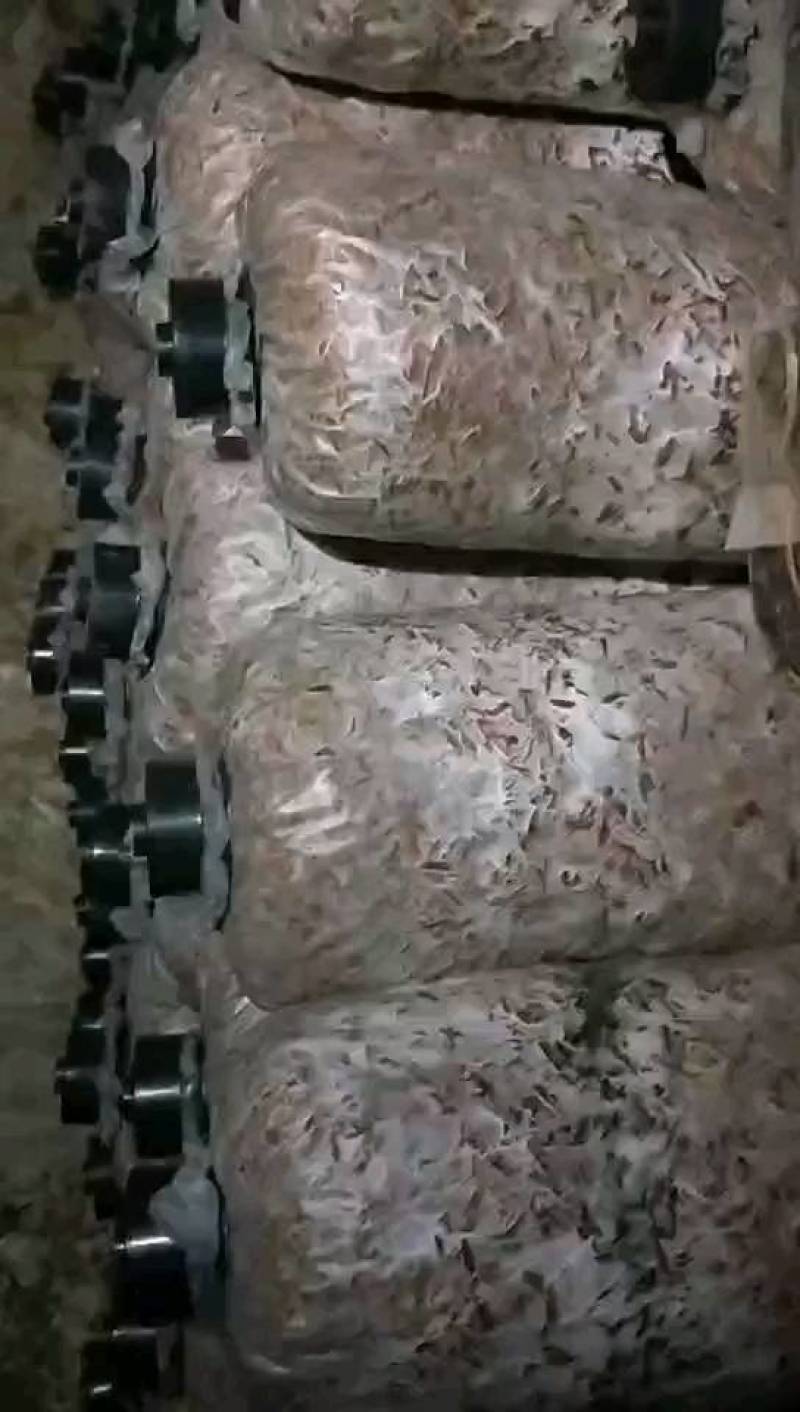 食用菌种，大球盖菇，赤松茸三级种，栽培种