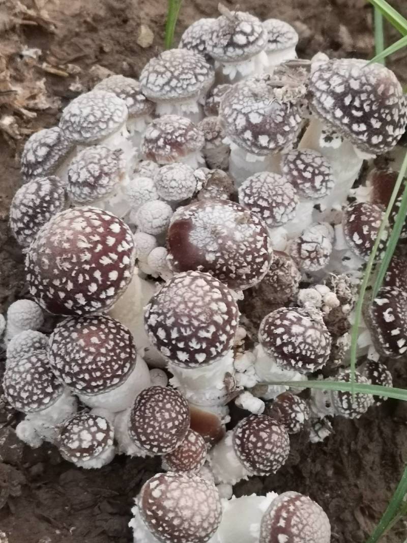 食用菌种，大球盖菇，赤松茸三级种，栽培种