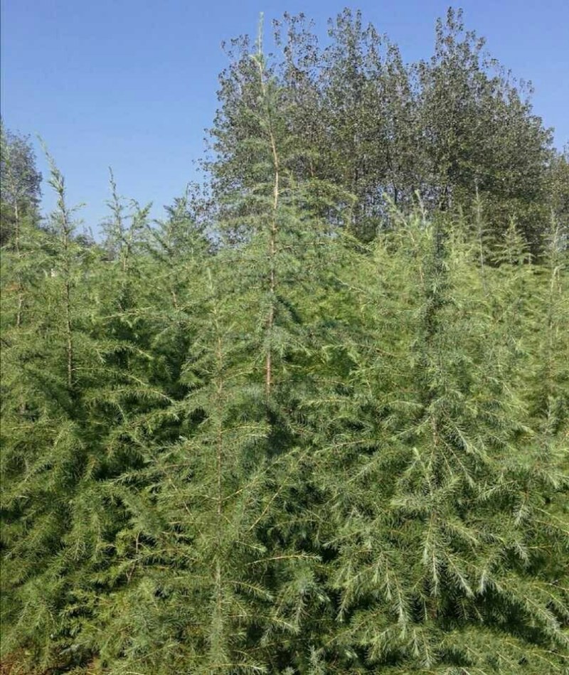 雪松树苗雪松小苗圣诞树宝塔松盆栽绿化苗圃直销