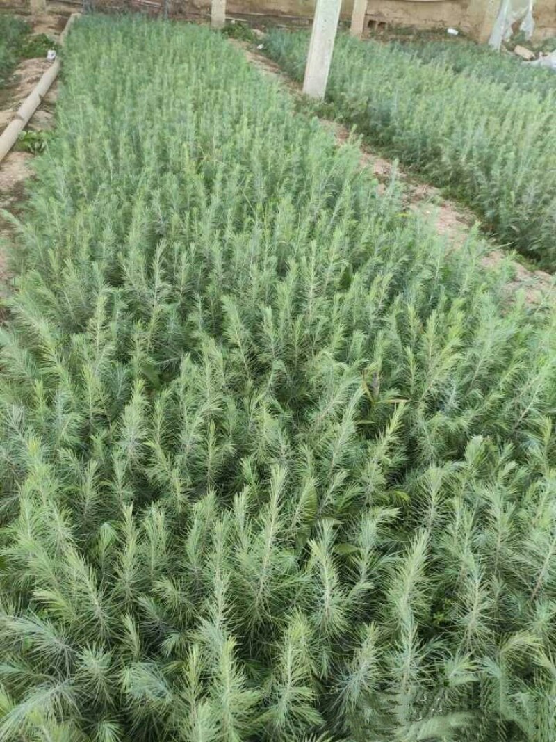 雪松树苗雪松小苗圣诞树宝塔松盆栽绿化苗圃直销