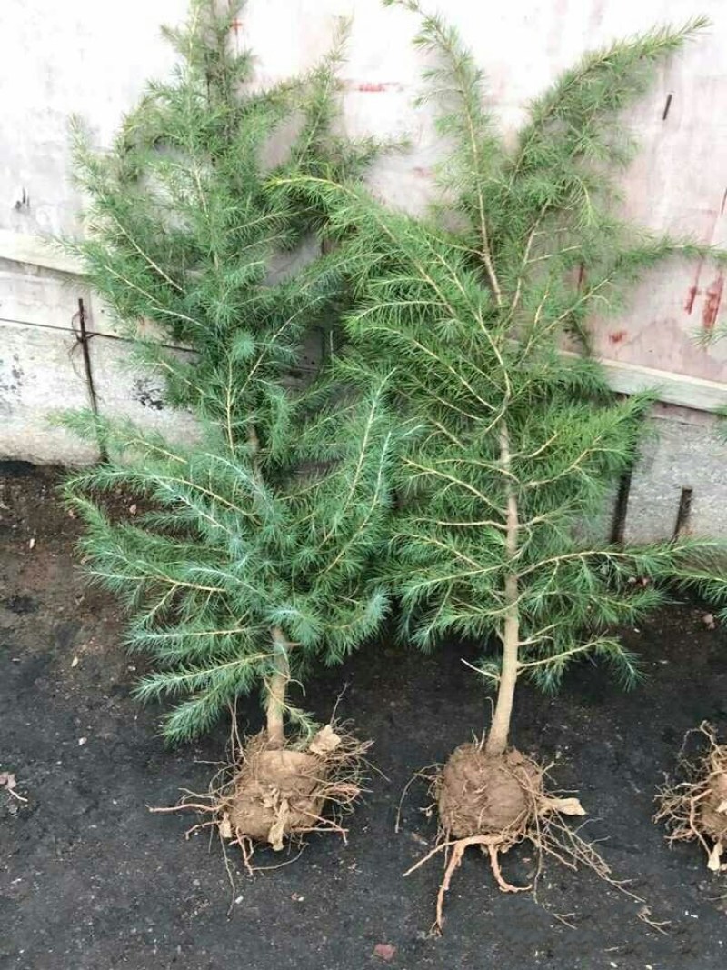 雪松树苗雪松小苗圣诞树宝塔松盆栽绿化苗圃直销