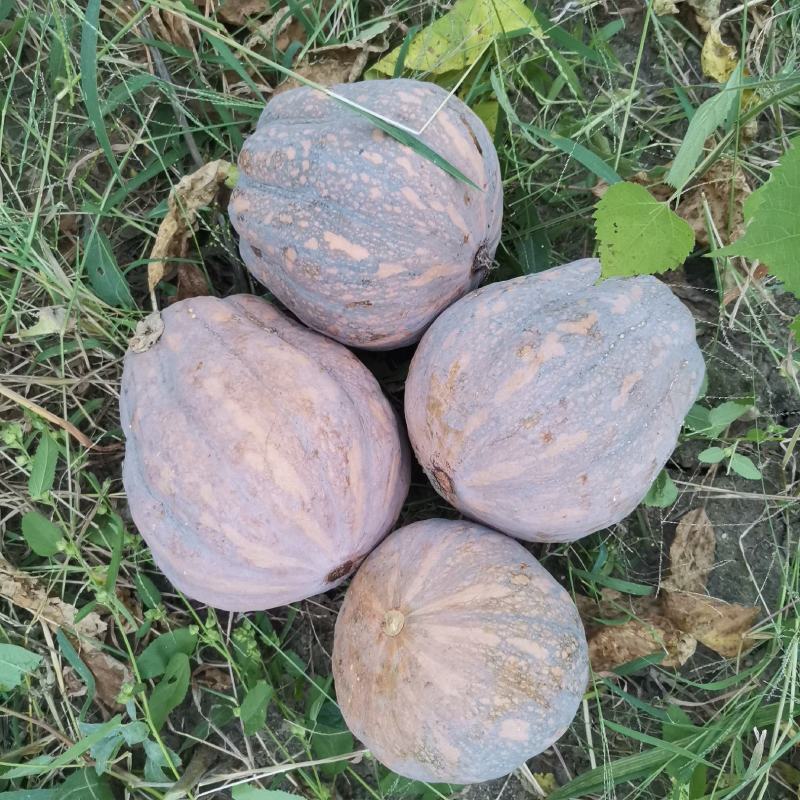 金香小南瓜，产业基地直销