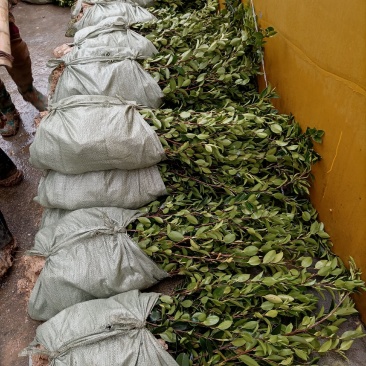 油茶苗，质量保证，全国发货，优质湘林210三年生小杯苗