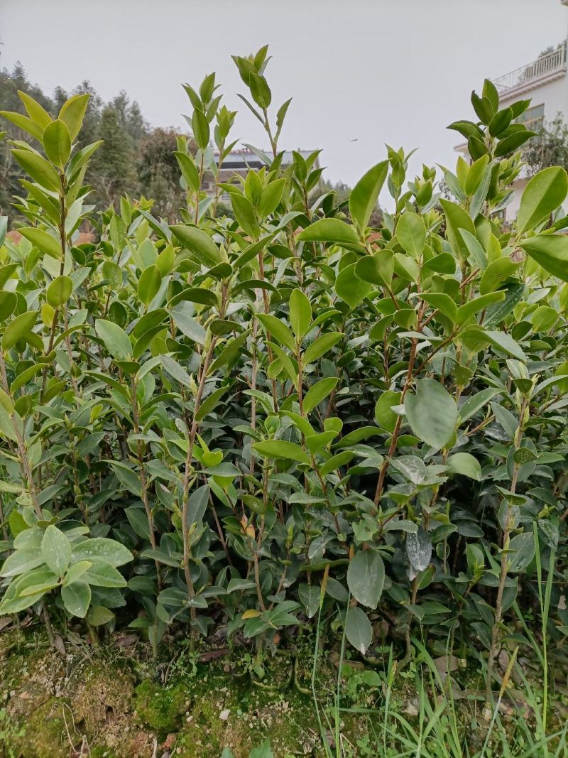 油茶苗，质量保证，全国发货，优质湘林210三年生小杯苗