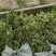 油茶苗，质量保证，全国发货，优质湘林210三年生小杯苗