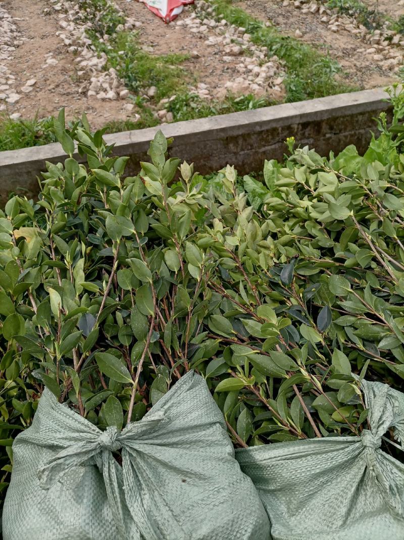油茶苗，质量保证，全国发货，优质湘林210三年生小杯苗